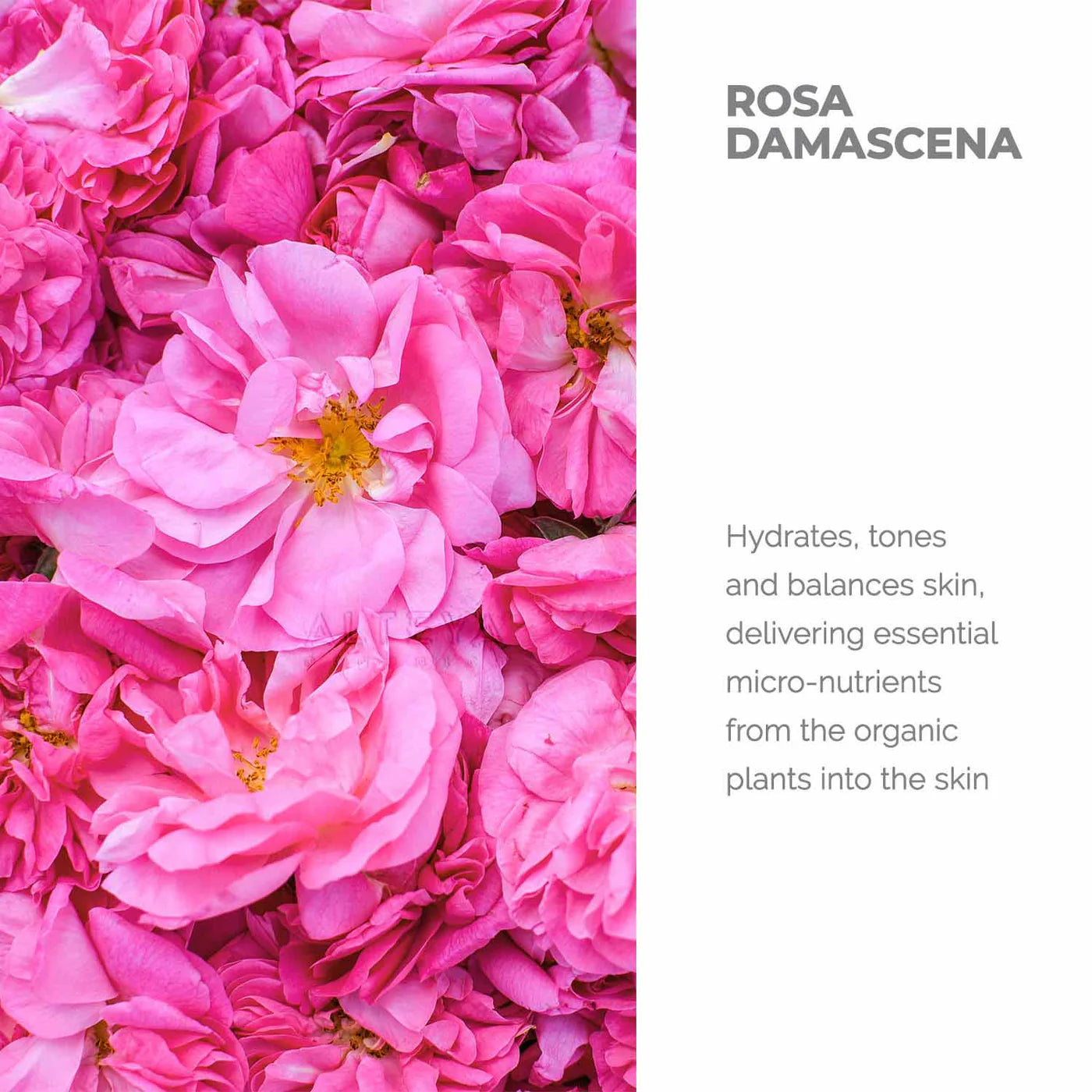 DAMASCENA ROSE WATER PET DROPPER BOTTLE